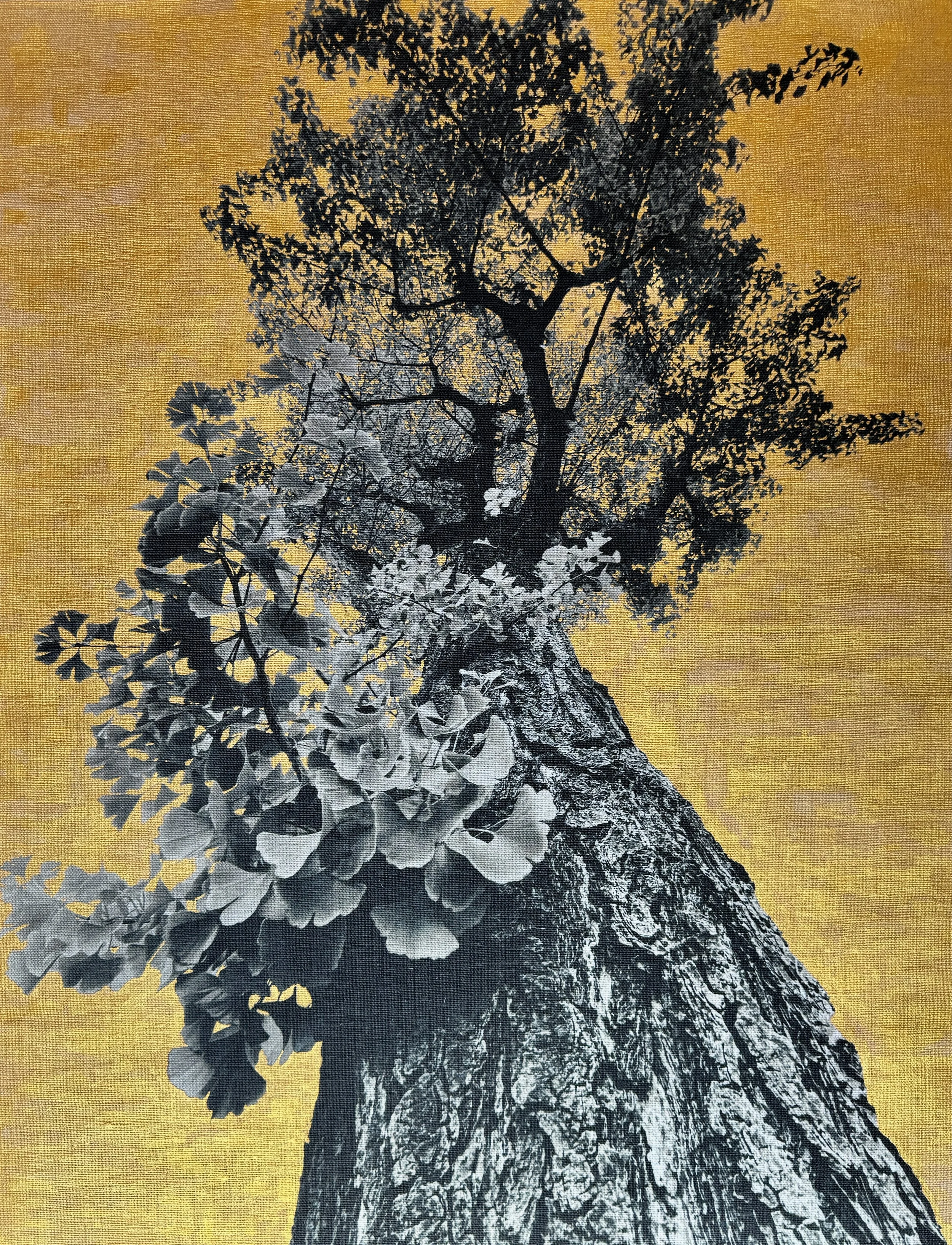 Intimate Portraits of Trees. 2020-2024