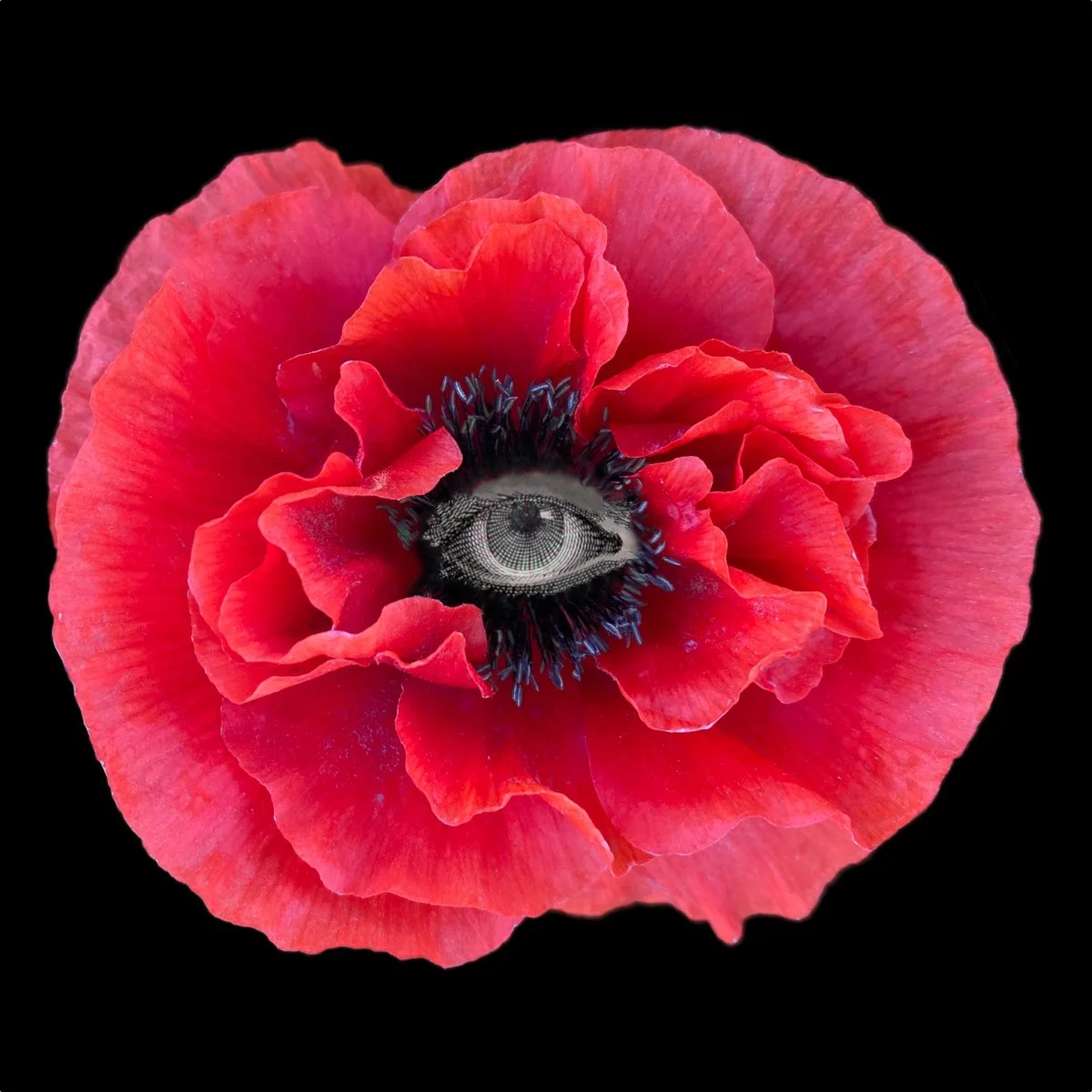 Flower1.jpg