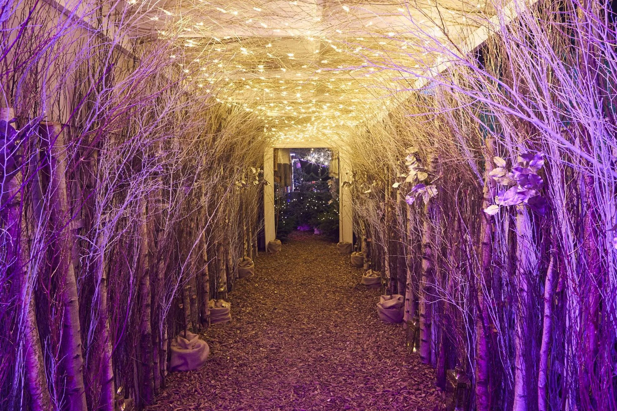 winterland-2018.jpg