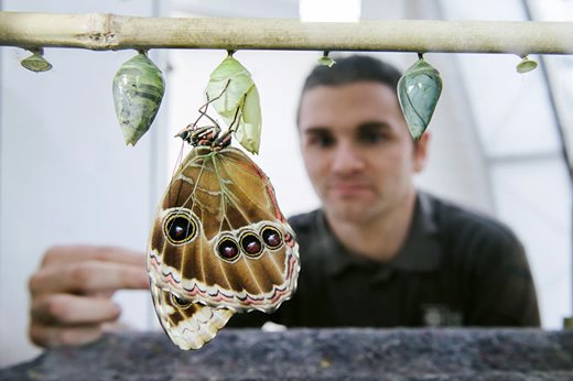 Man-looking-at-butterfly-larvae_940x627.jpg