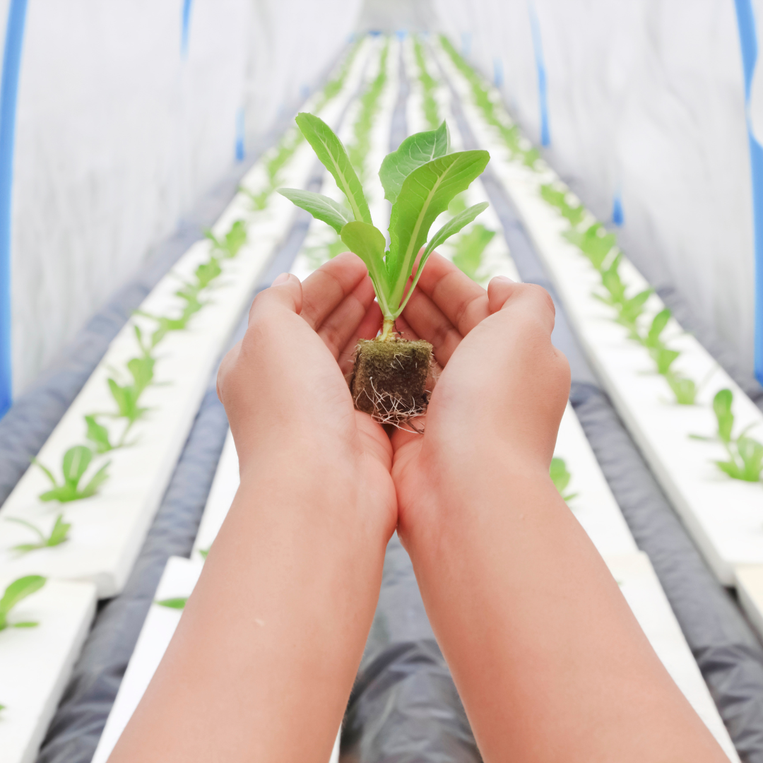 human hands holding a seedling