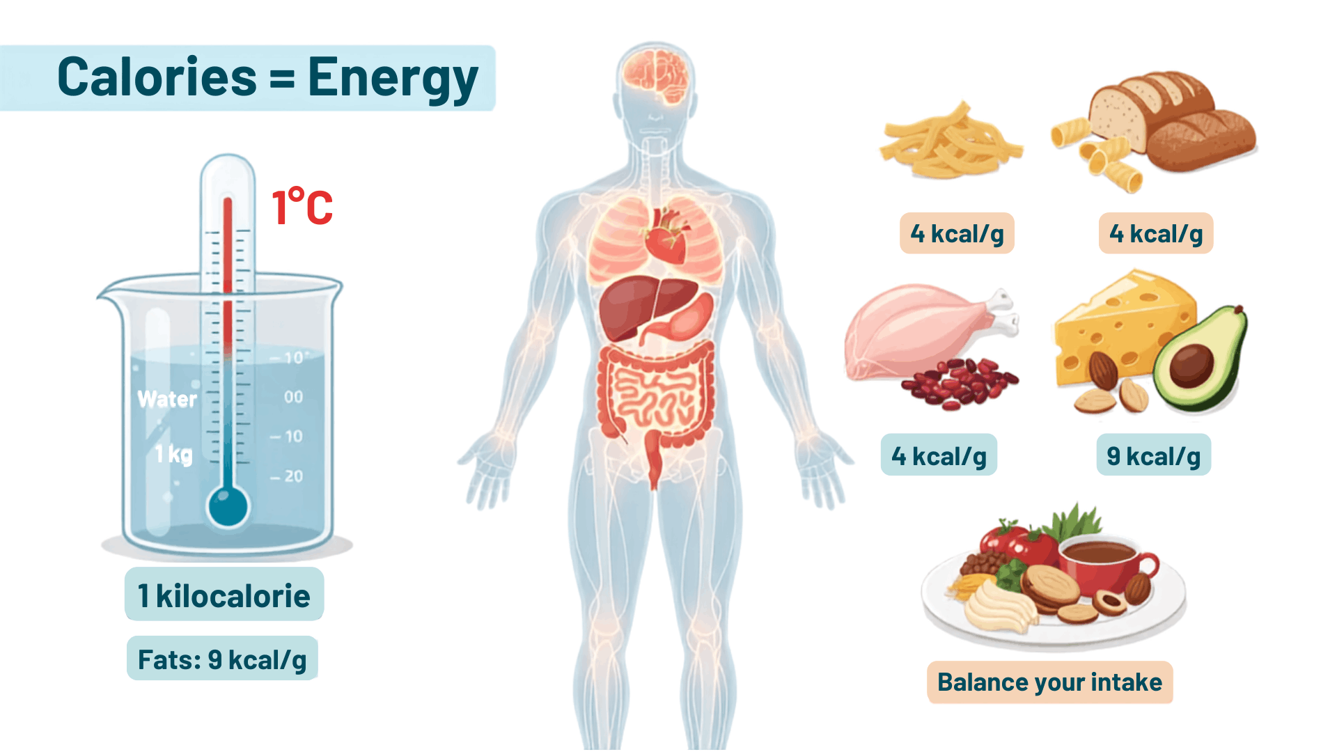 image showing the calories per gram of proteins, fats, and carbs.