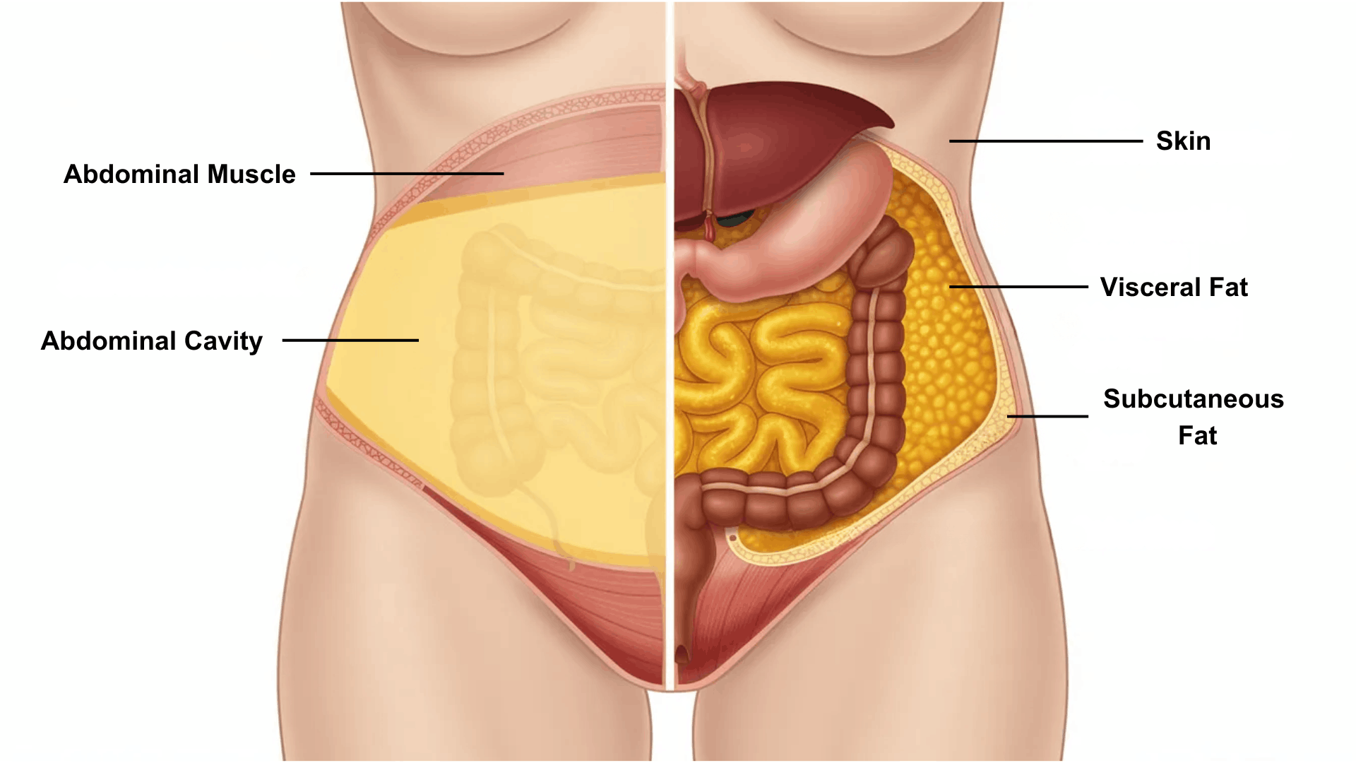 image of body displaying different layers of fat