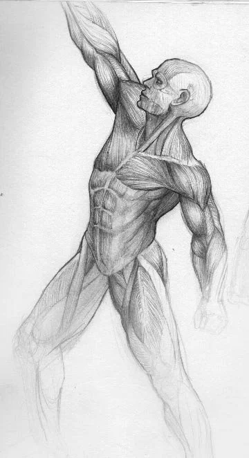 Anatomy_sketch045.jpg