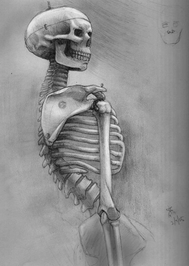 Anatomy_Skelton Torso.jpg