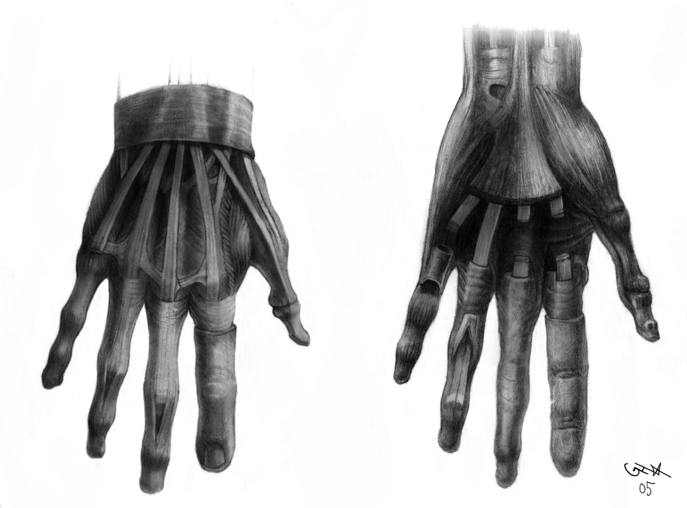 Anatomy_Hand Muscles.jpg