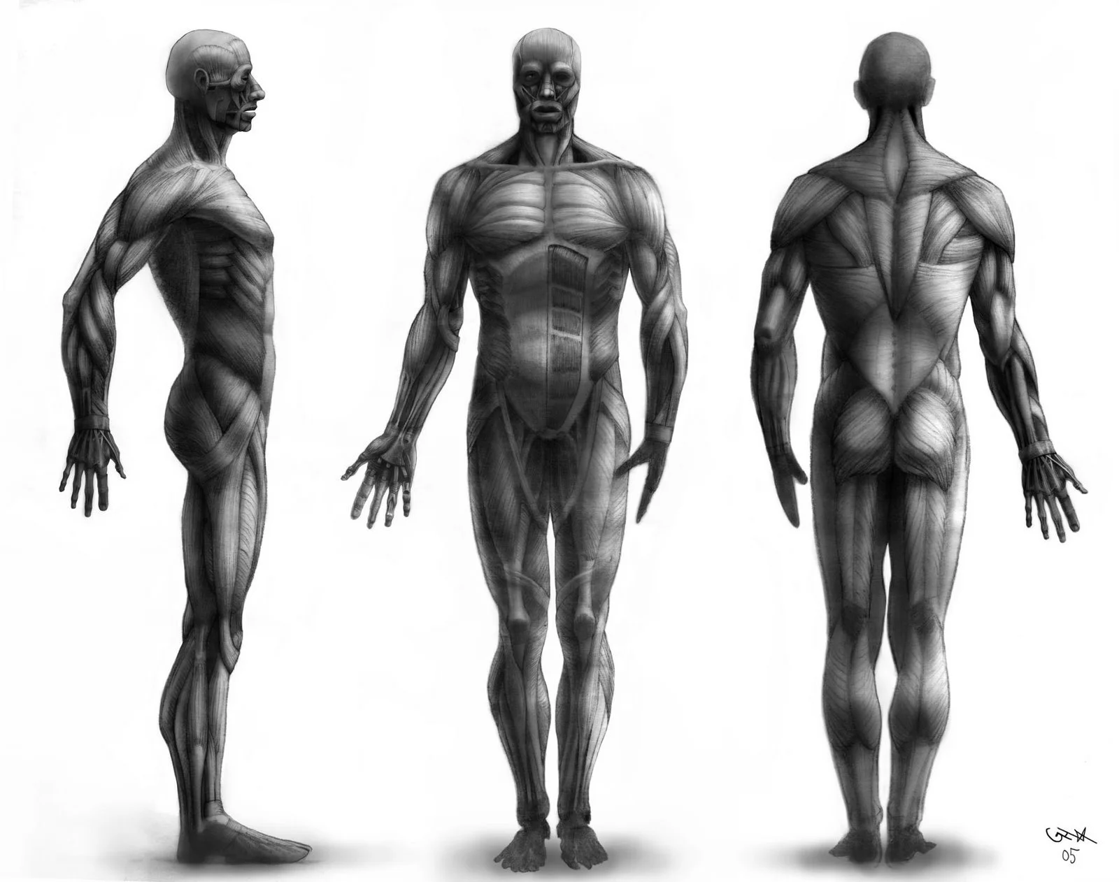 Anatomy_3 pt Turn_Male Body.jpg