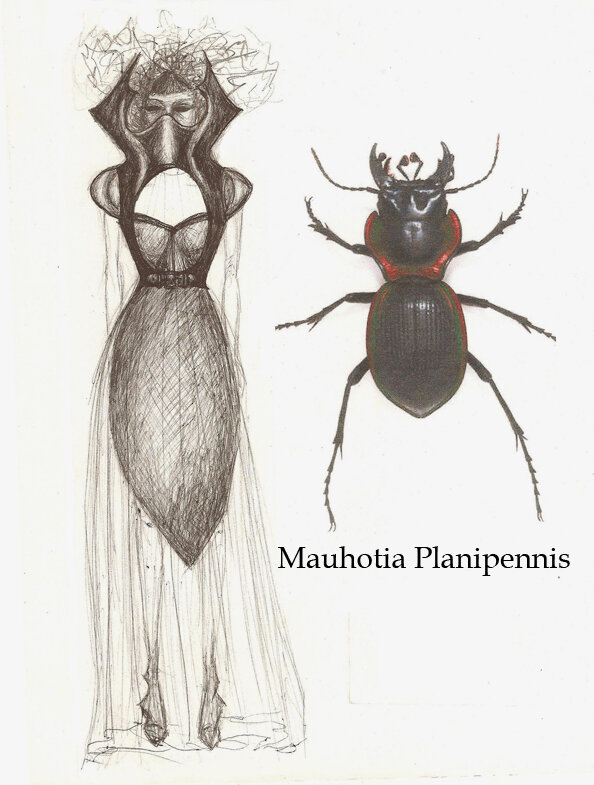 Mauhotia Planipennis.jpg