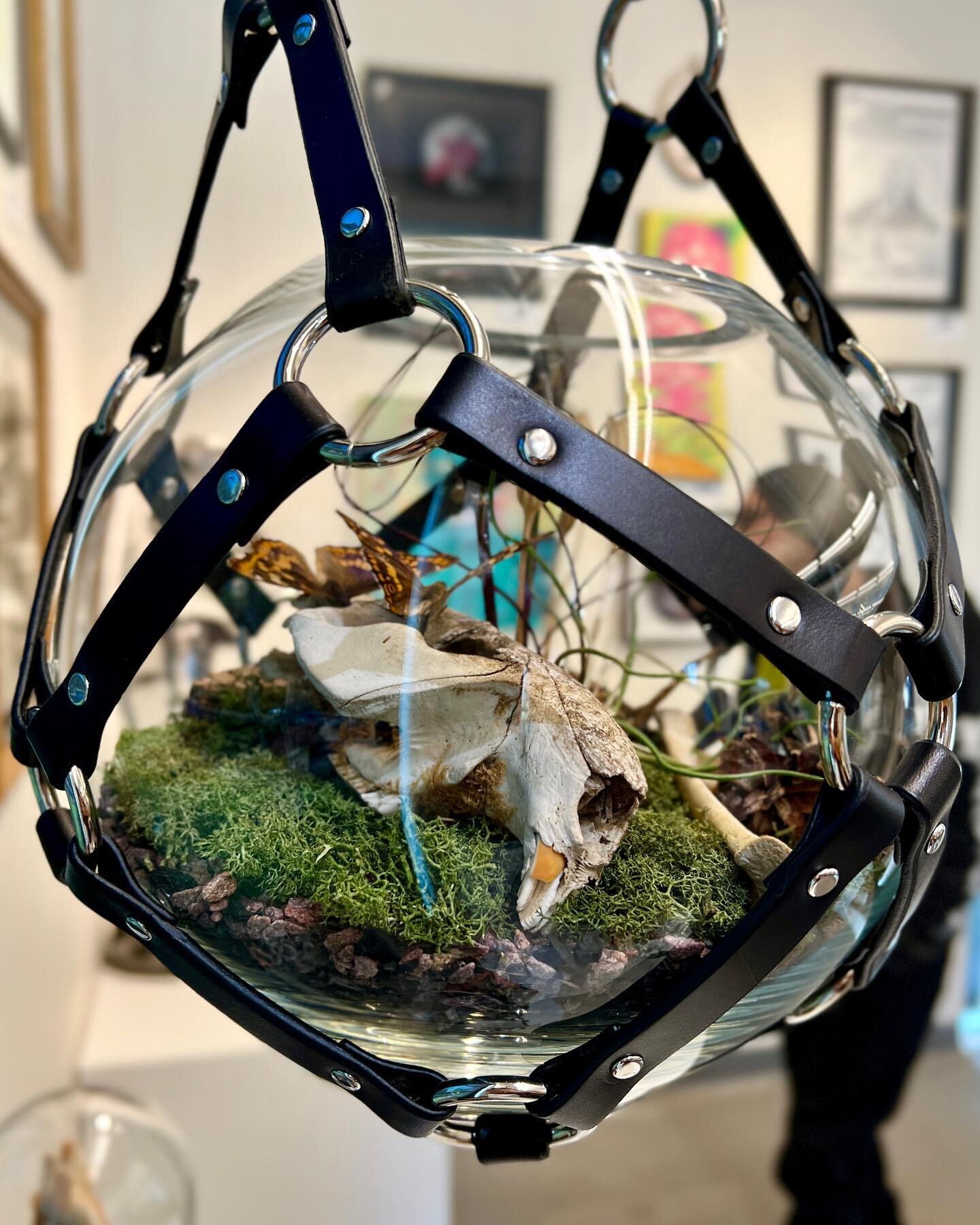 Harnessed Shadow Globe. 
A beaver skull is being eaten by carnivorous purple emperor butterflies in this scene. There are also a few little beetles hanging out 🪲
Still on display at the Gods &amp; Monsters show for a couple weeks. Open hours on Satu