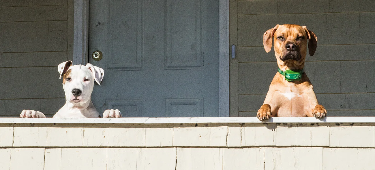 Partners. Photo: Amy Bown