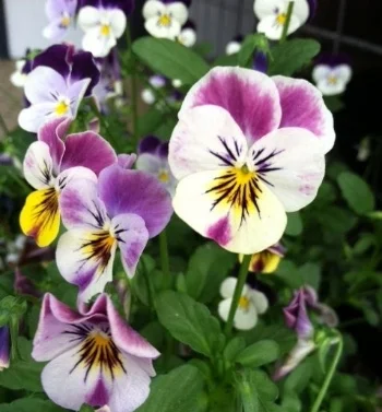 pansies 2.jpg