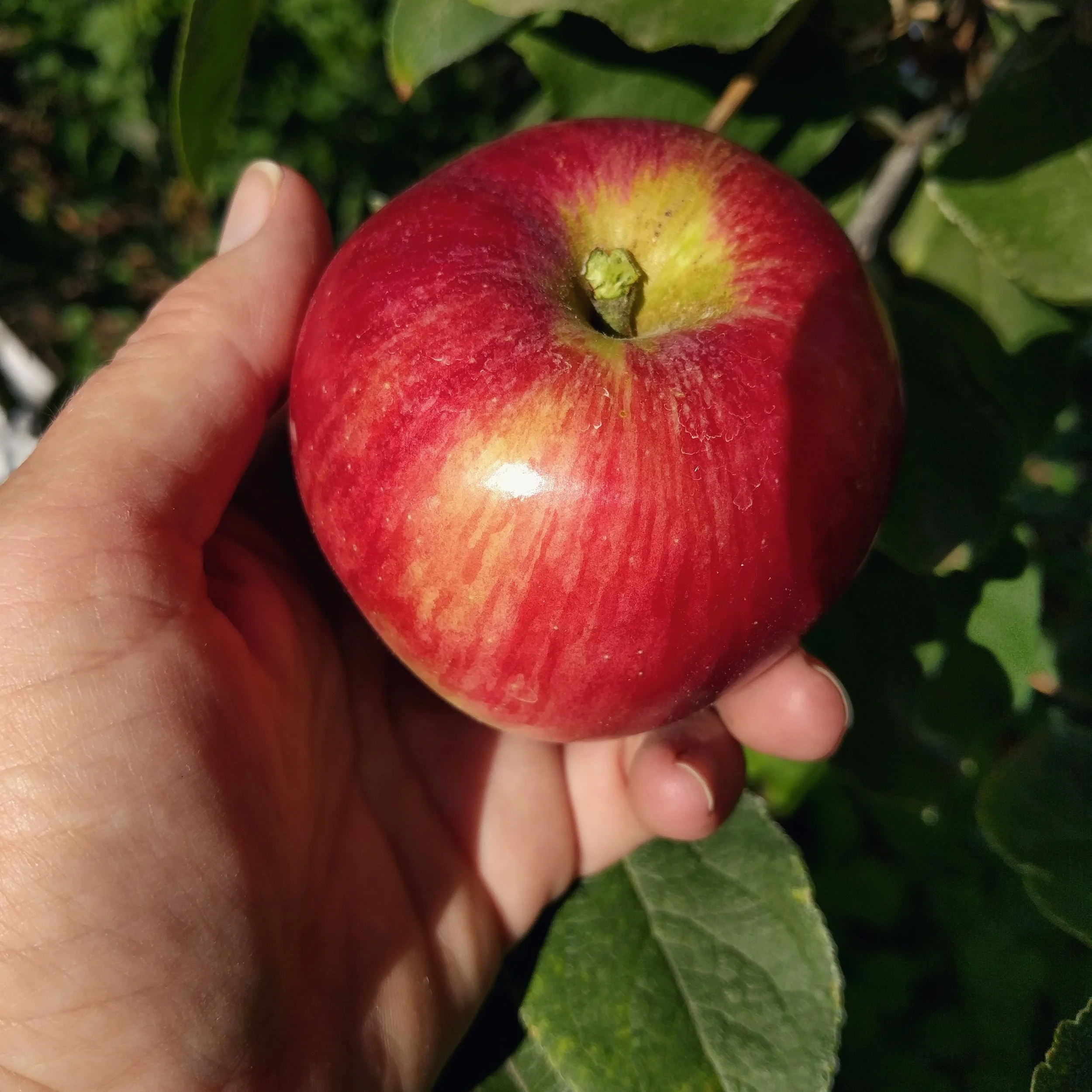 Akane Apple