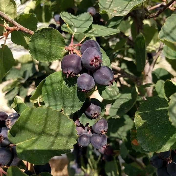 Saskatoon+Berries+2.jpg