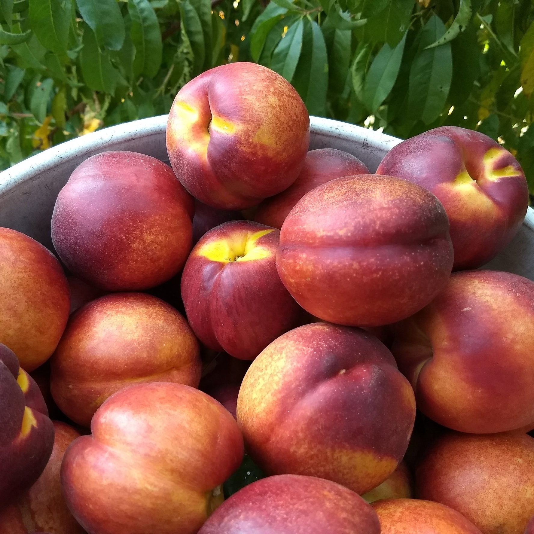 bucket+of+nectarines.jpg