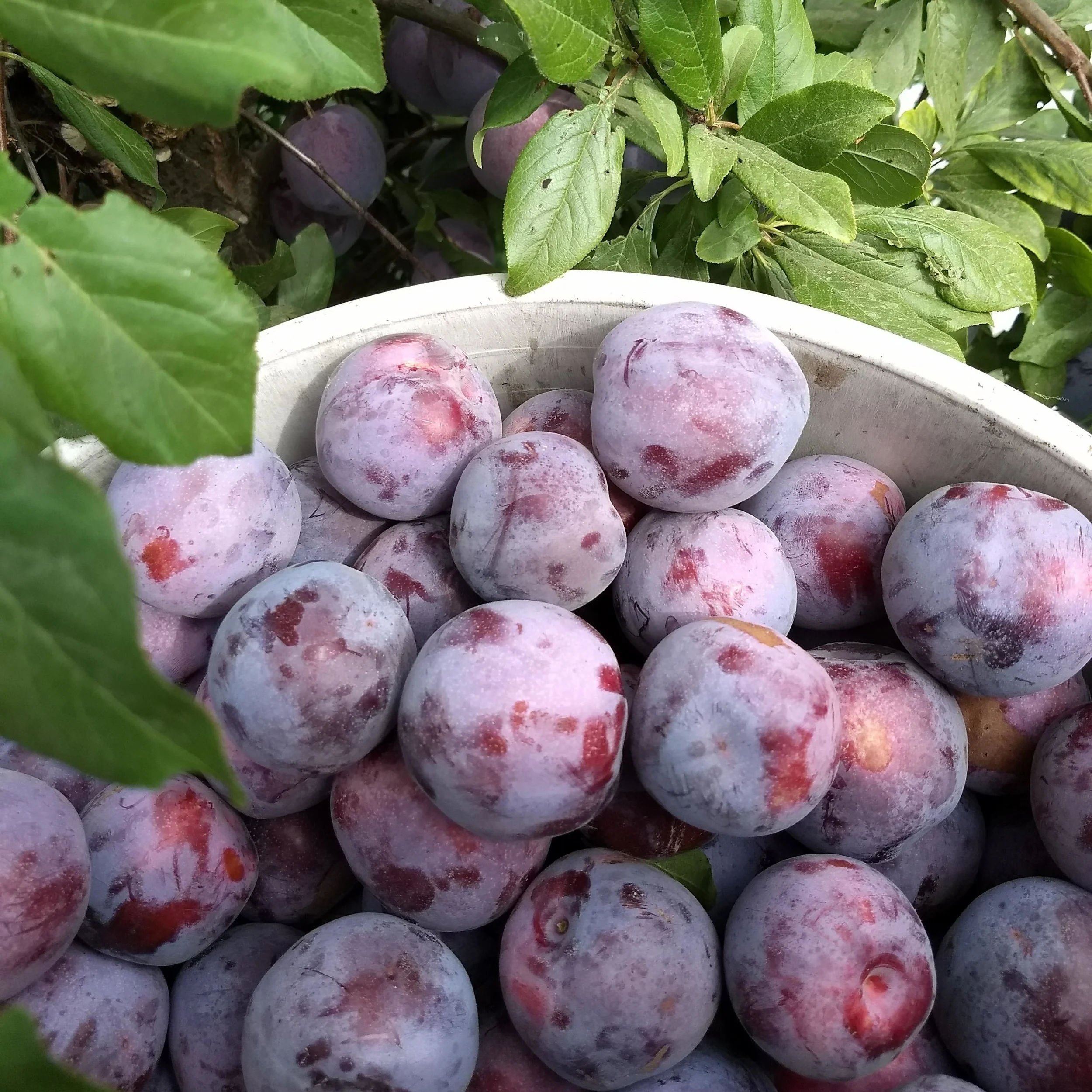 Pluot+8+30+2018+HP.jpg