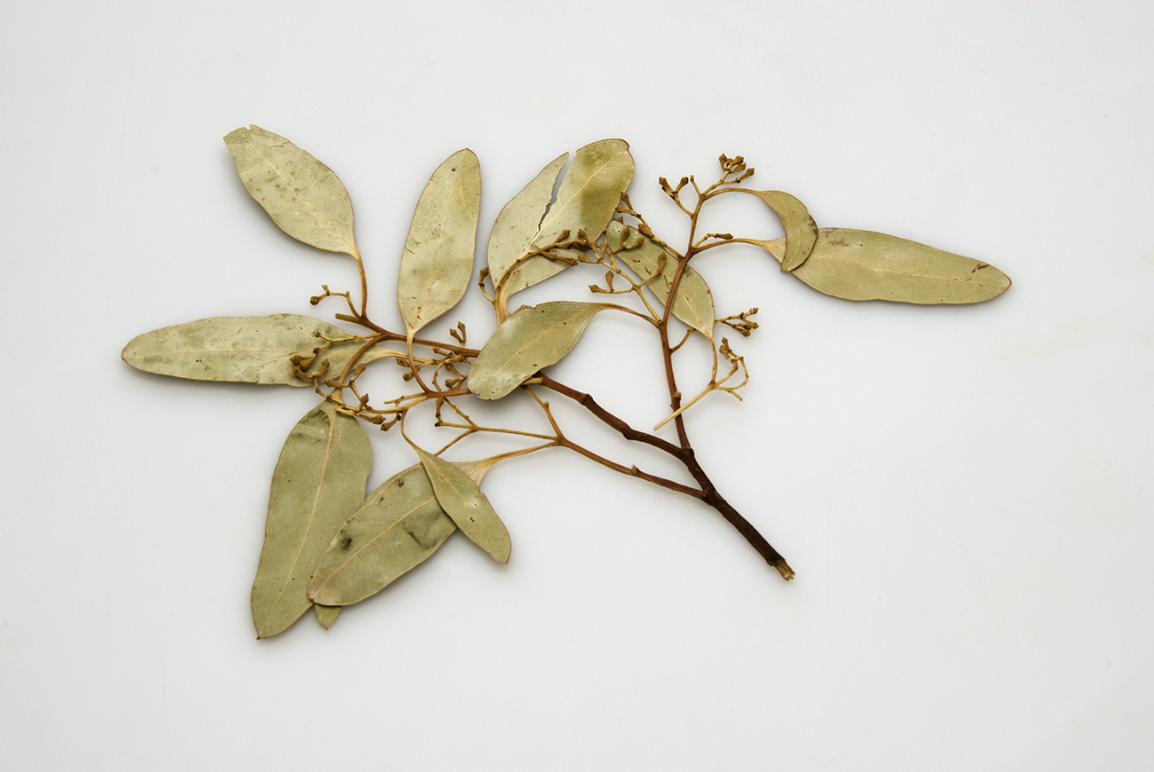 2007_botanical-reff.jpg