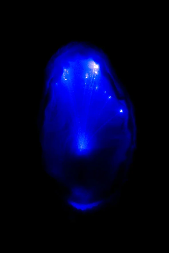 Arial Pod1a.jpg