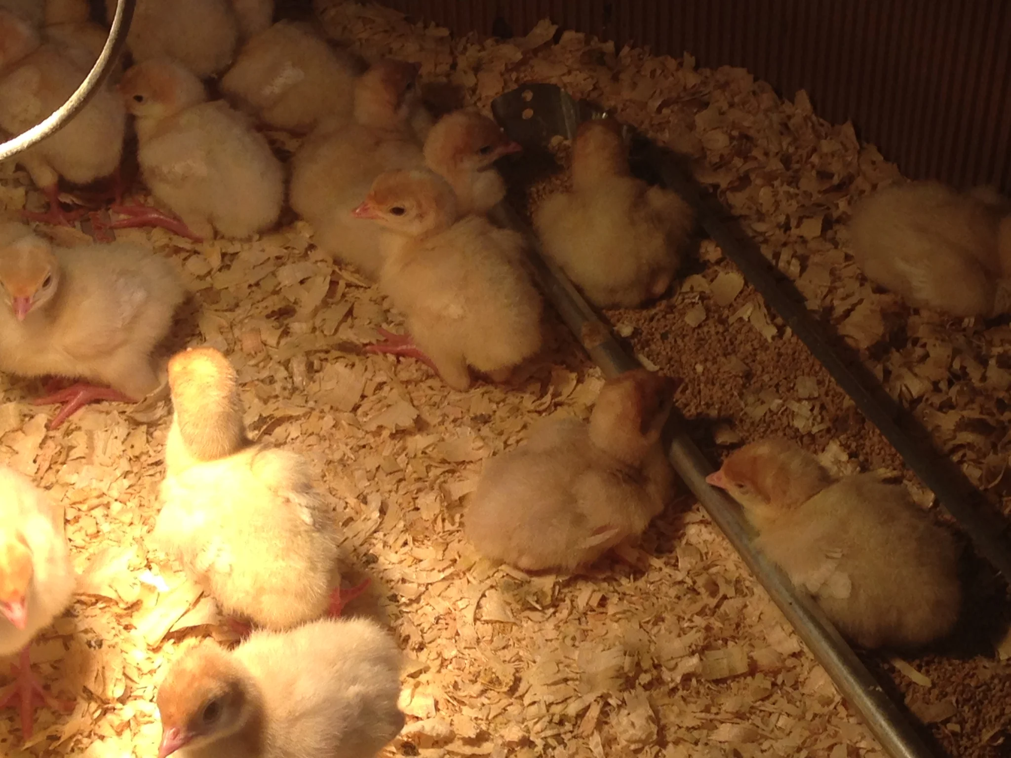 The Turkey poults in the brooder