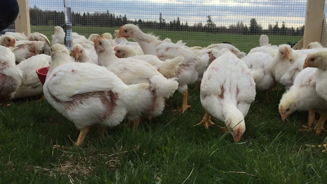Chickens out on pasture