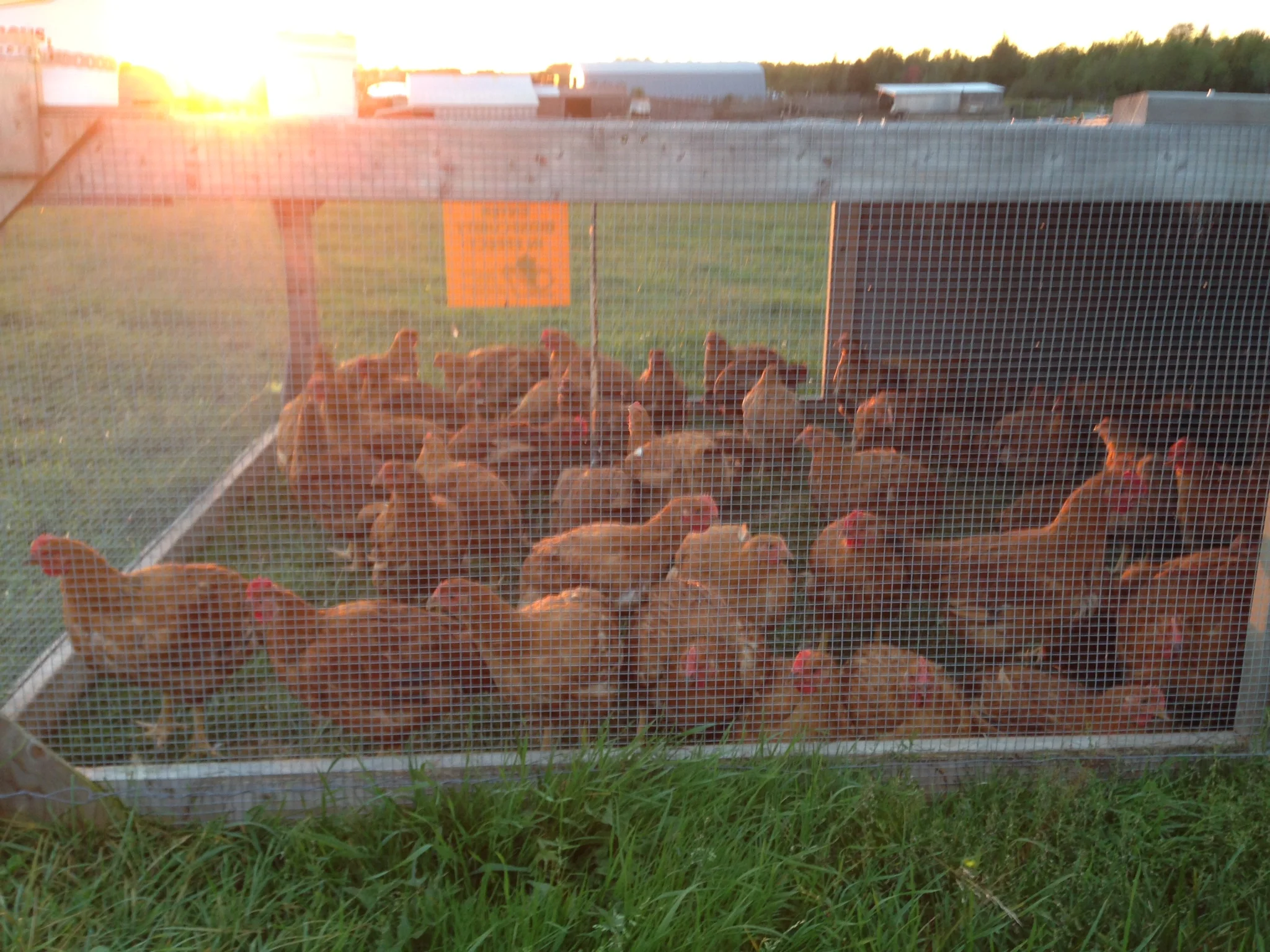 These are nova brown chickens in the portable shelters