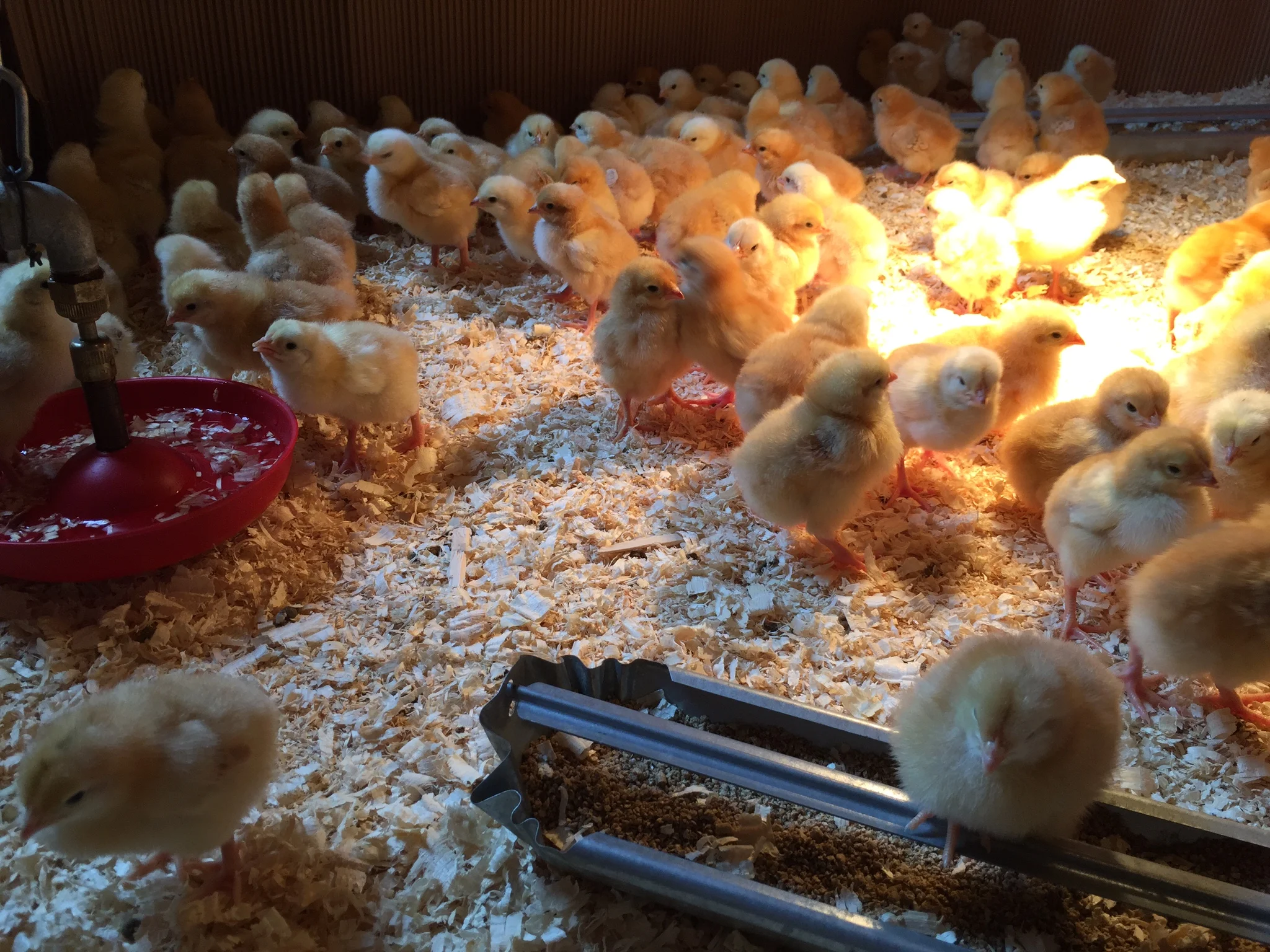 Chicks in the brooder