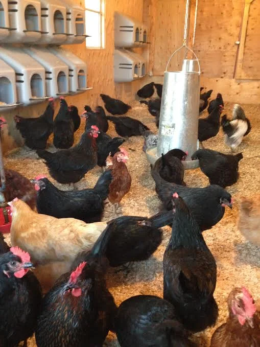 Hens in the barn for the winter