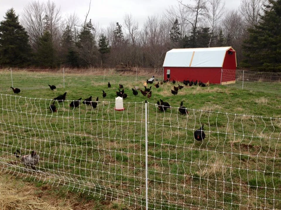 The hens on pasture in May