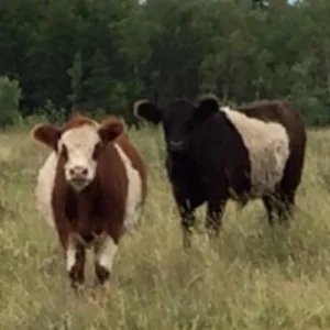 Finising beef cattle on pasture.