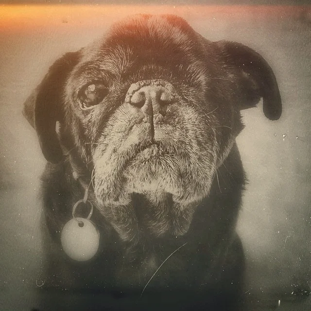 This is Leo. He is our Guru.