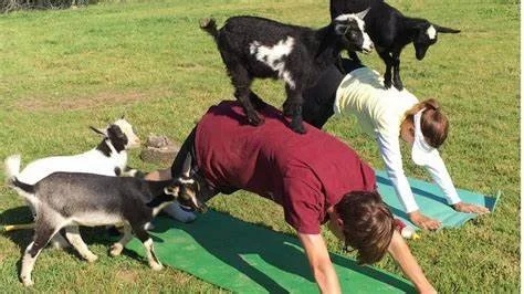 Goat Yoga