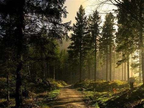 Blazing the Trail: Finding Body Diversity and Inclusion in Outdoor Spaces with Mrs. Conifer 2023