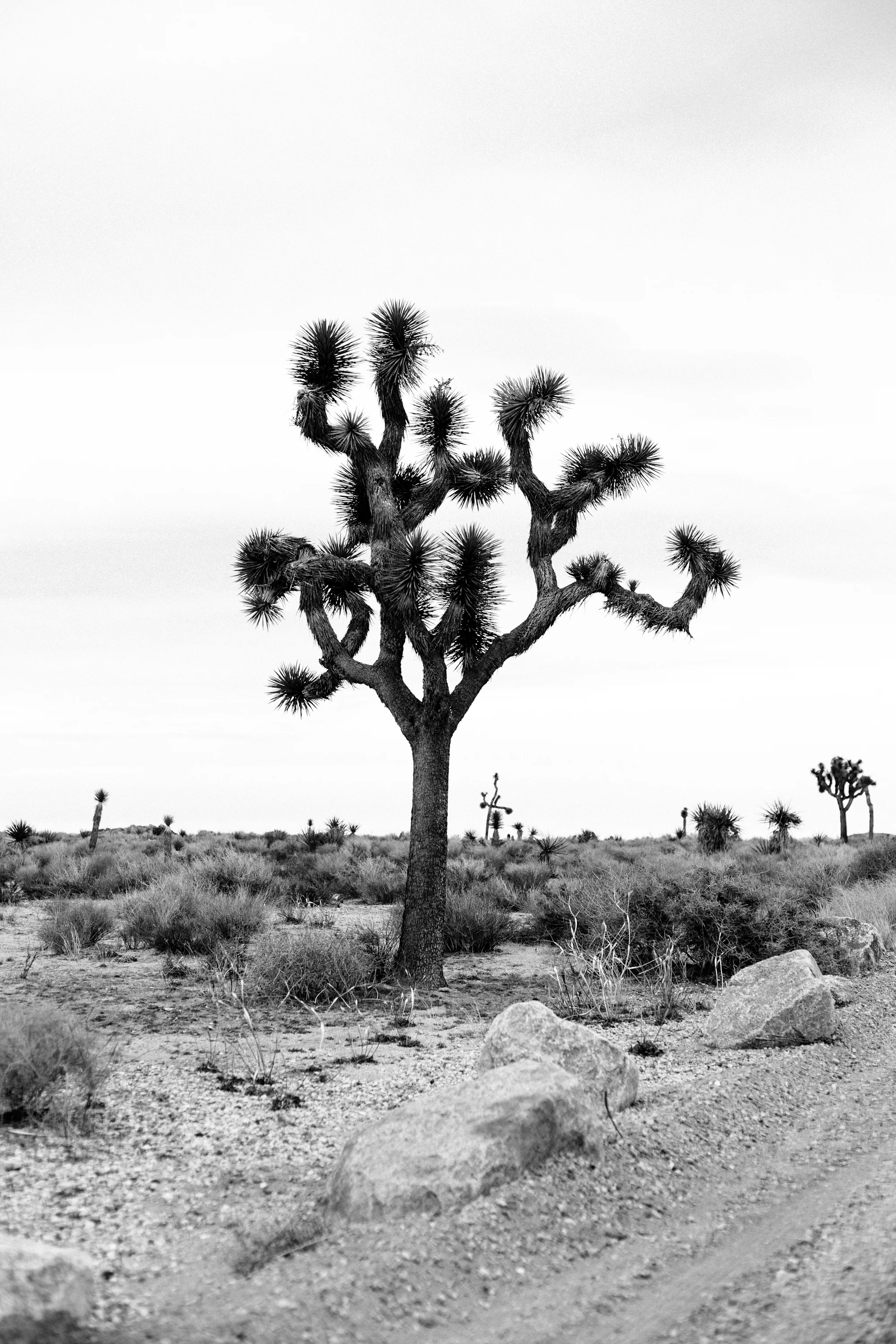 jtree-12.jpg