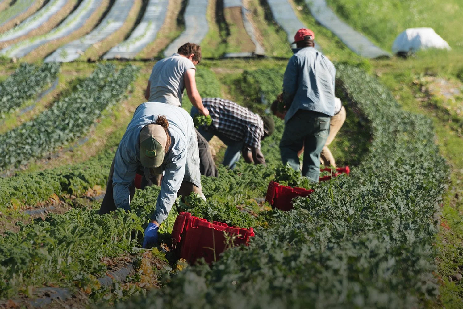 A group of farmworkers in hats and gloves bend over long rows of leafy green crops, harvesting produce into red plastic crates on a sunny hillside
