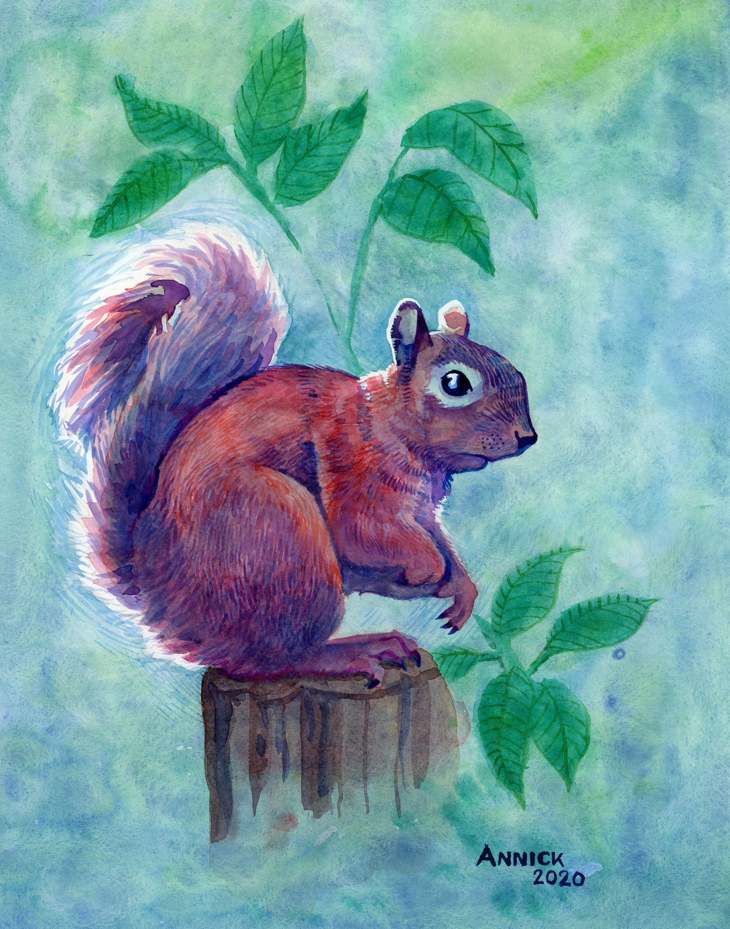 Southern Grey Squirrel
