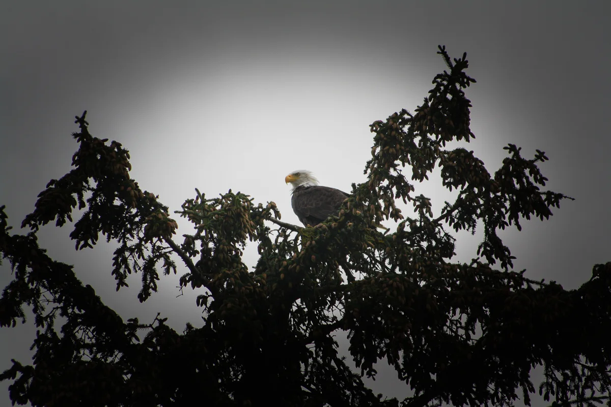 Our first Bald Eagle was glorious, majestic, and looked just as 'Murrican as you could ever want. One of the most impressive birds I have ever seen. 