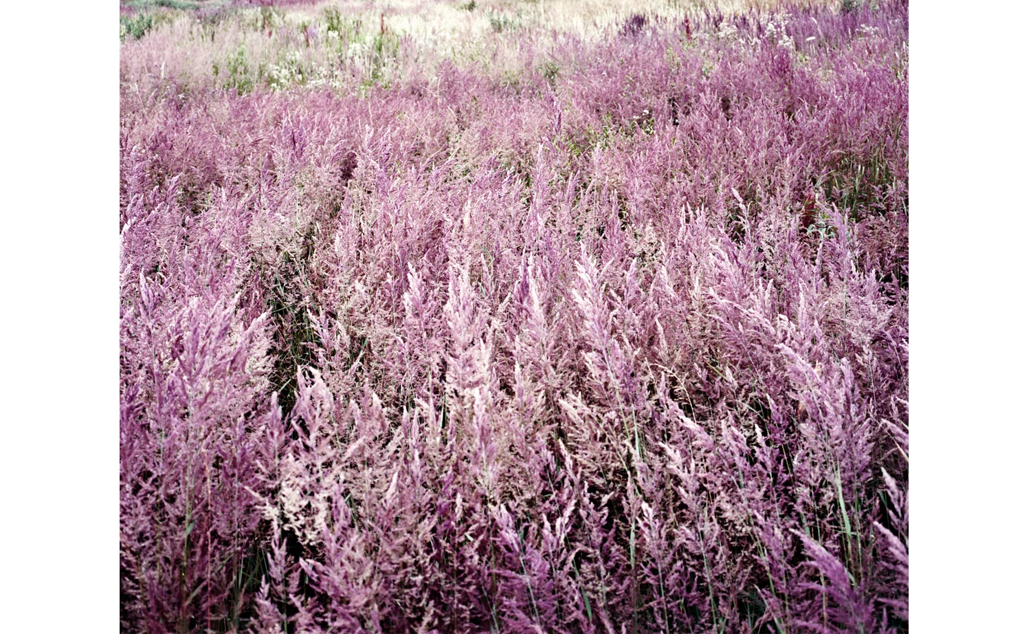 wiese4.jpg