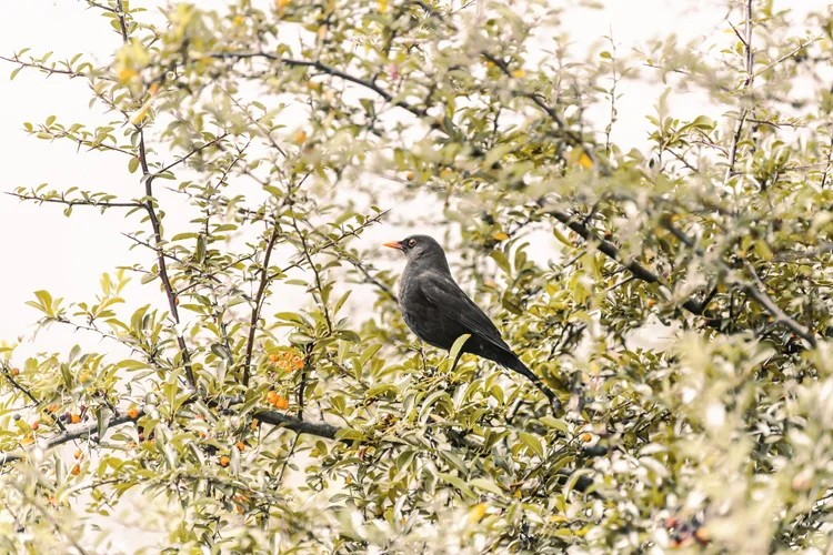 amsel3.jpg