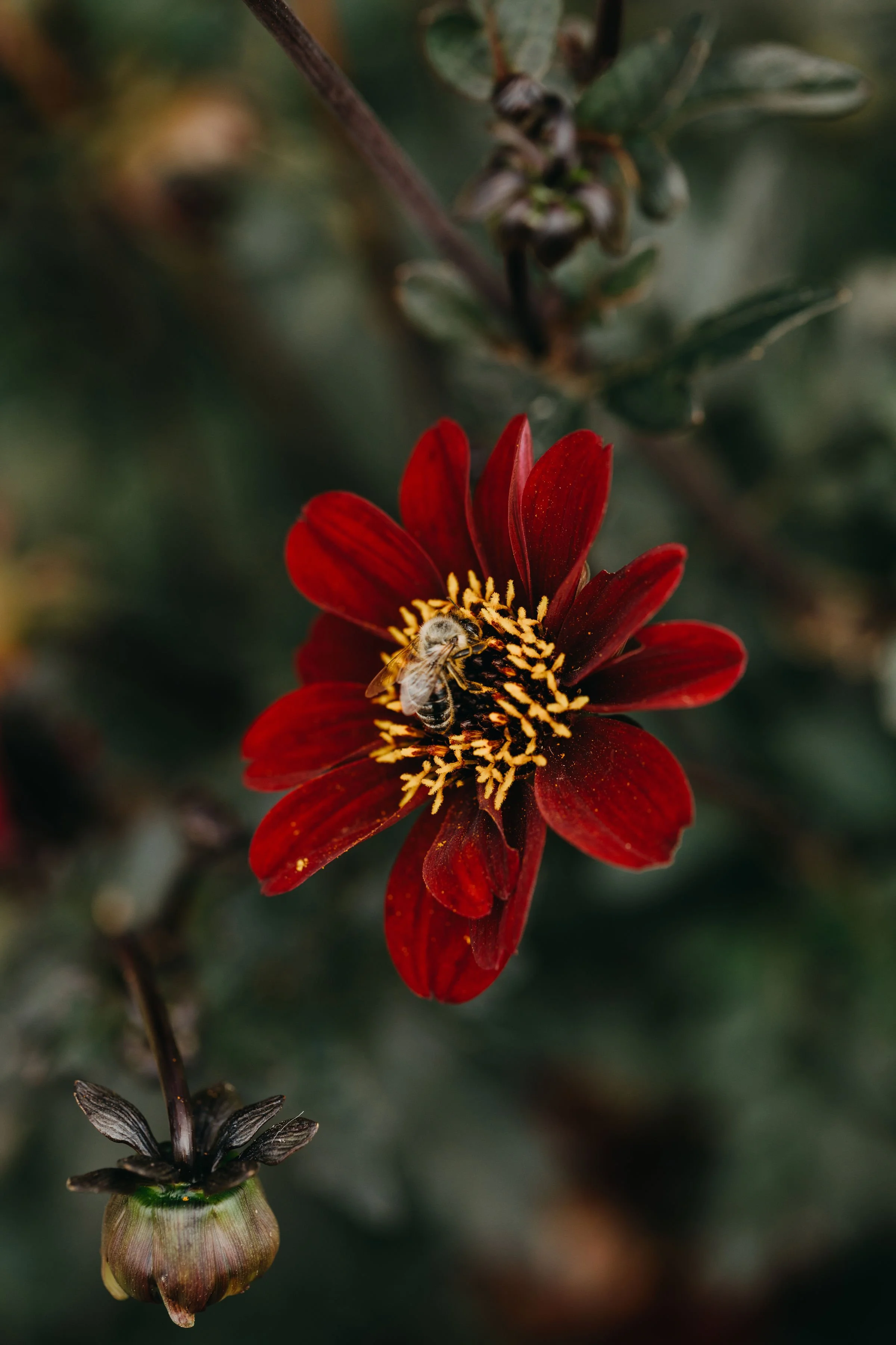 walhalla_garten-66.jpg
