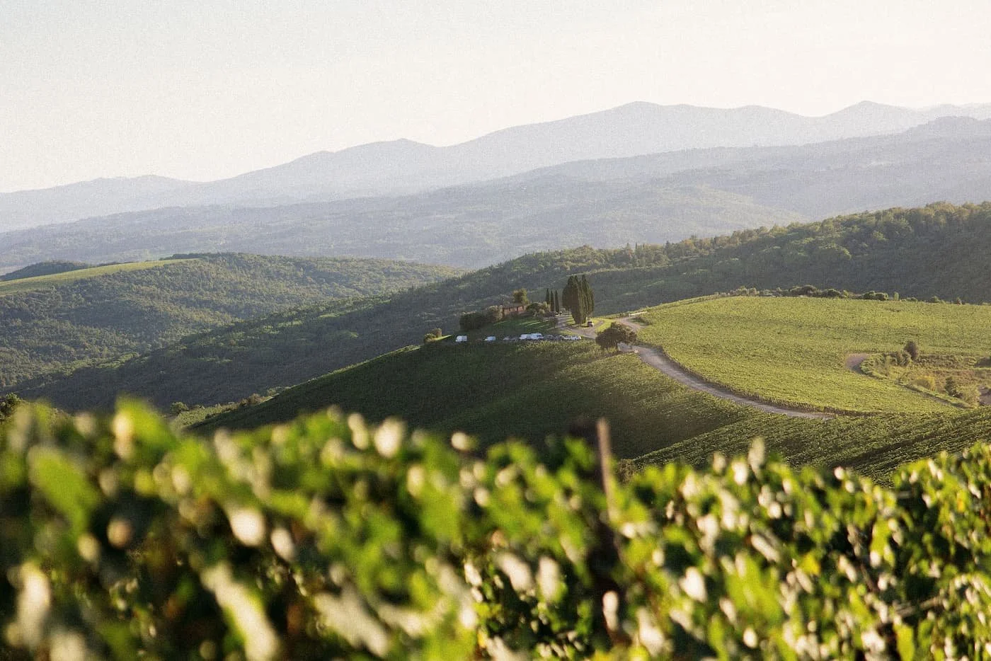 Panoramic view of the sun-drenched vineyards and rolling Tuscan hills surrounding Rosewood Castiglion del Bosco in Montalcino, framed by soft foreground grapevine leaves.