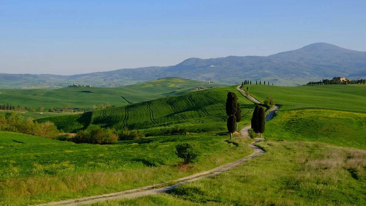Rolling hills and cypress-lined country road in the Val d'Orcia near Pienza