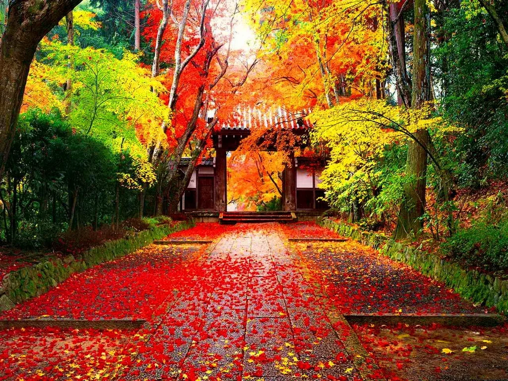 Experiencing Autumn in Japan