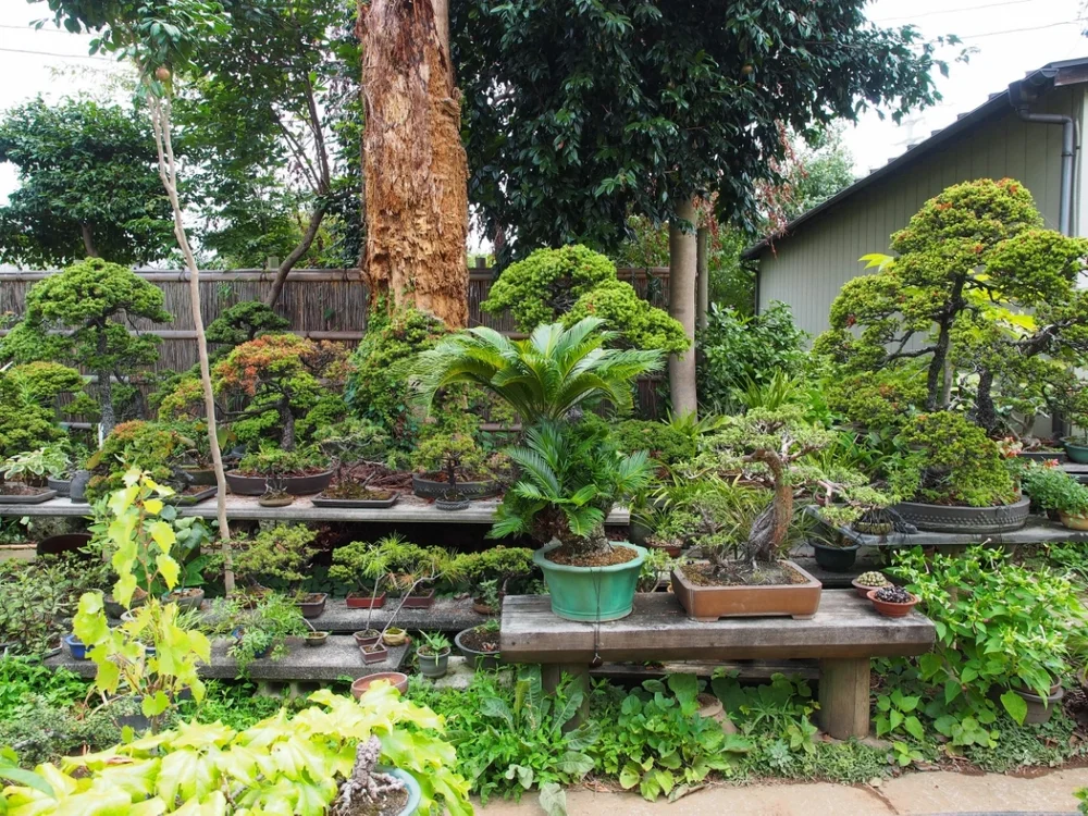 image kisah kolektor bonsai legendaris Jepang