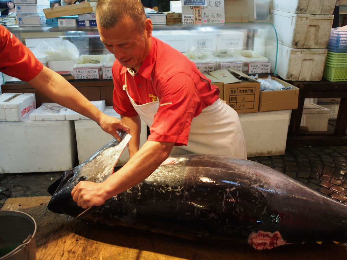 Cutting the big tuna fish that just bid out from the auction