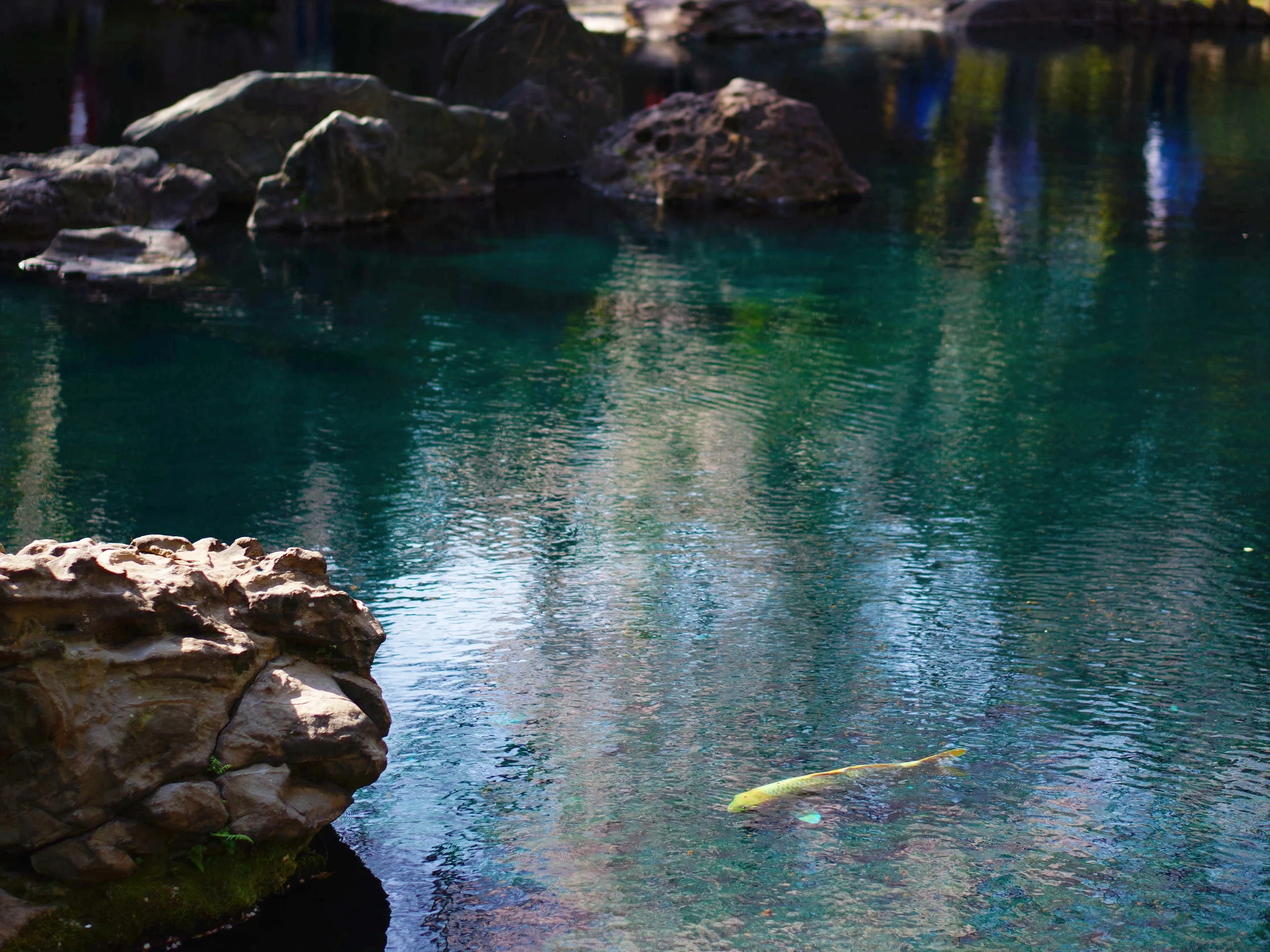 A gold colored koi clearly visible in a pond at a temple in Tokyo. ©TOKI