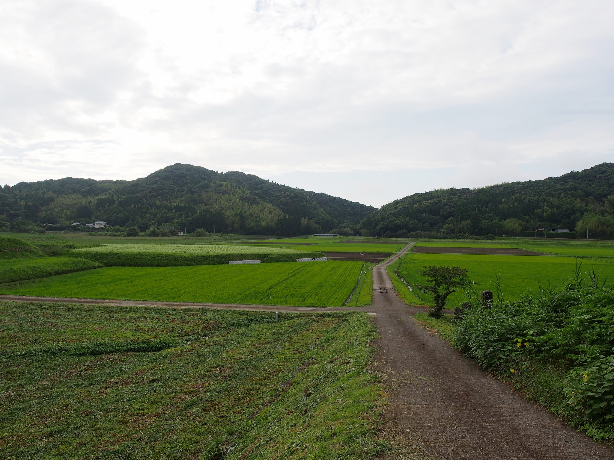 The sake brewing process starts with the cultivation of sakamai , sake rice. ©TOKI
