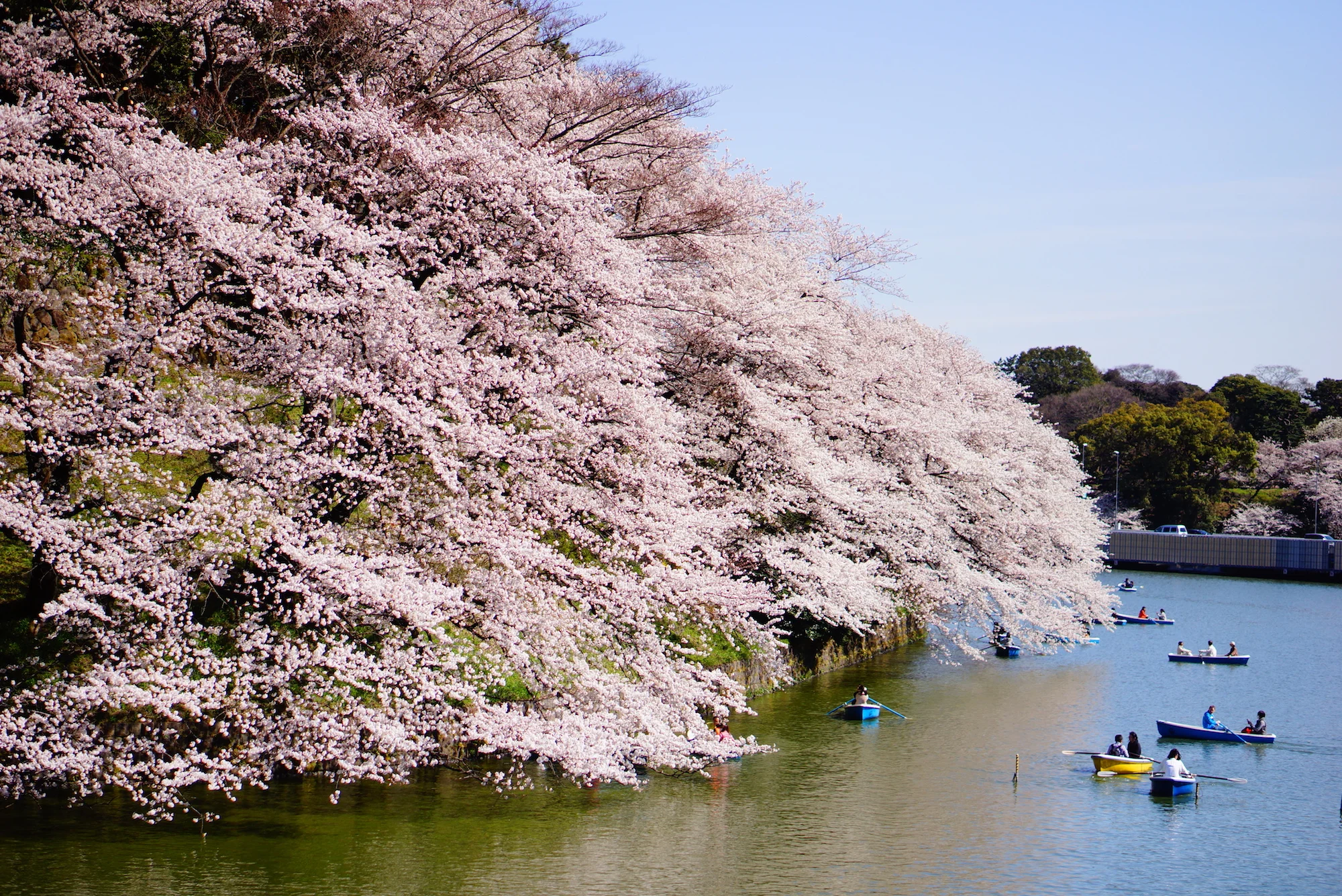  Hanami , or cherry blossom viewing, takes place during the short time that the flowers are in bloom. ©TOKI