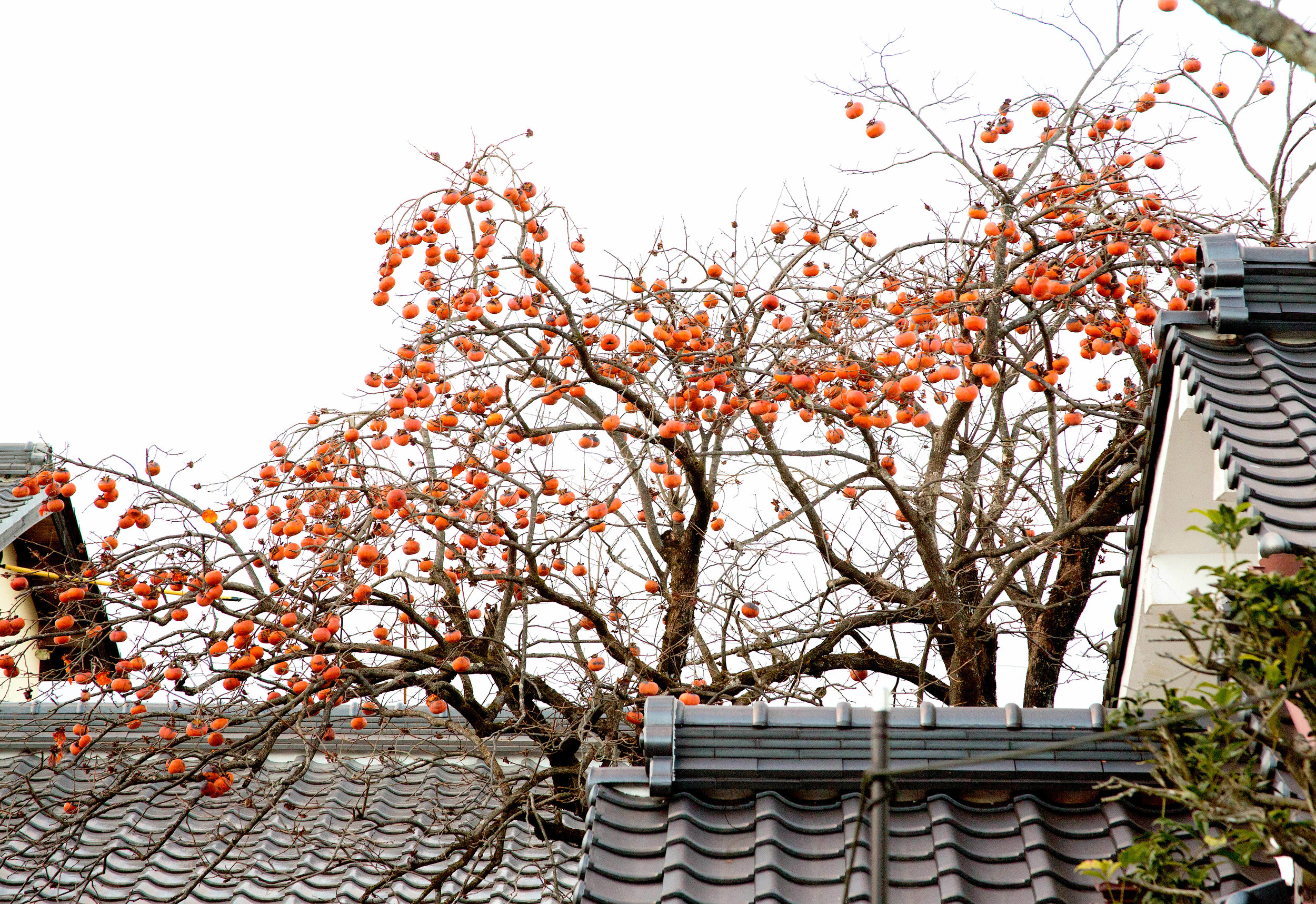 Losing their leaves during fall, persimmon trees are left with branches full of fruit. ©TOKI