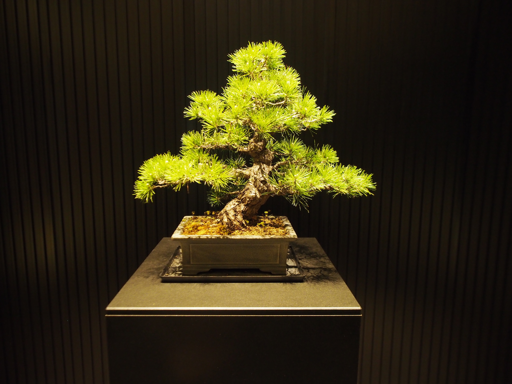 Note how the bonsai plant mimics the proportions of a full size tree. ©TOKI