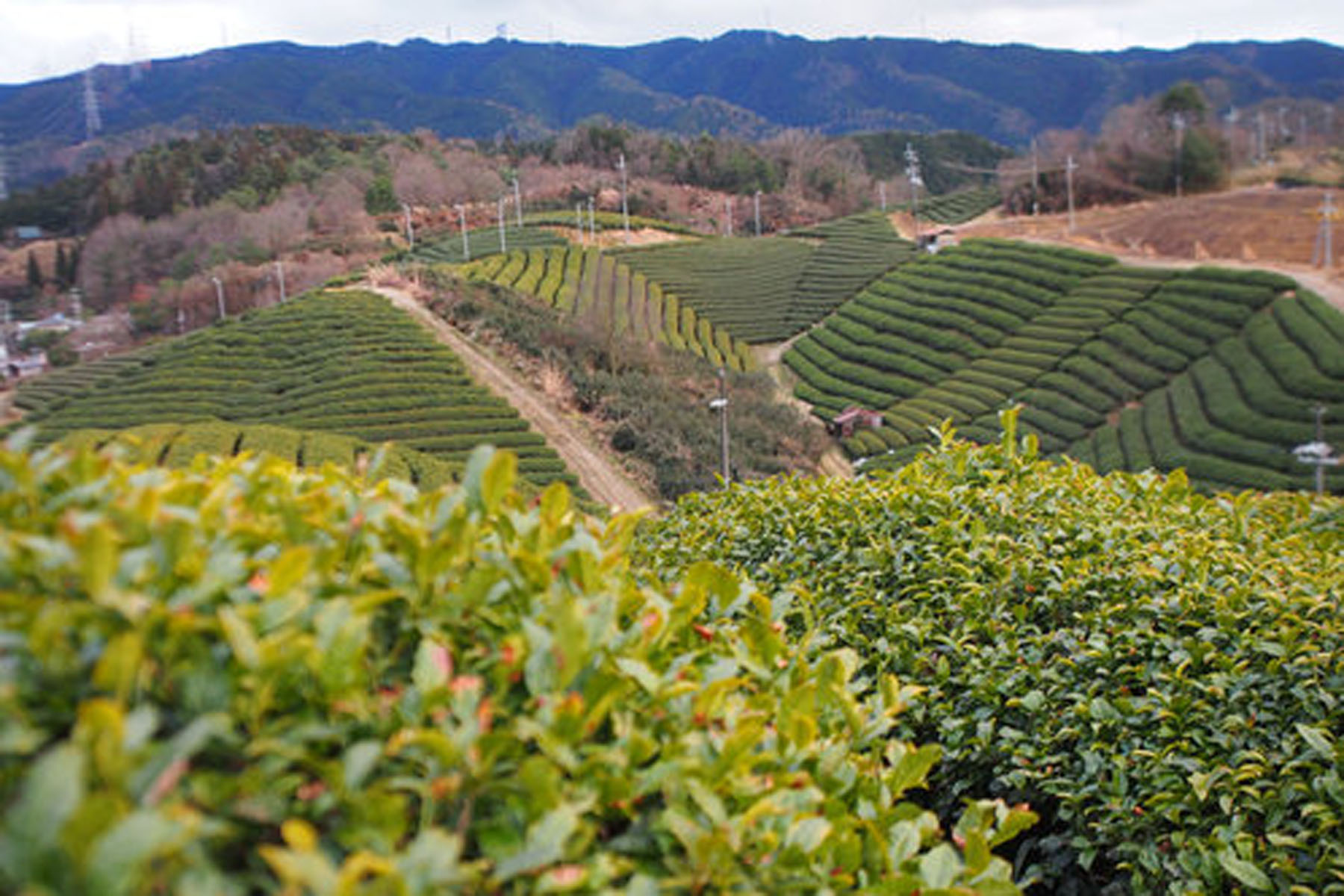 Tea fields are usually made on hillsides. © TOKI