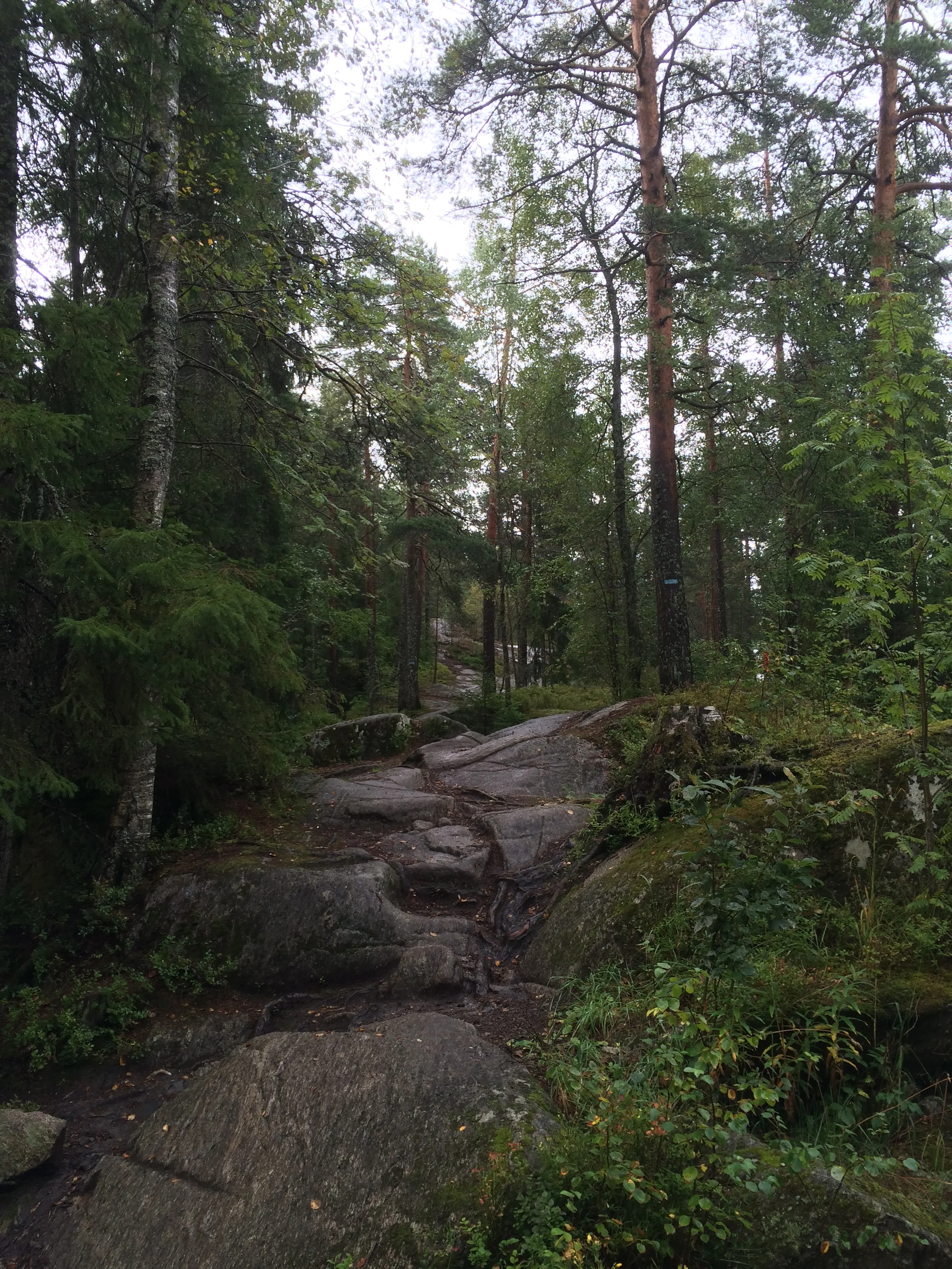 Running trails in the forest